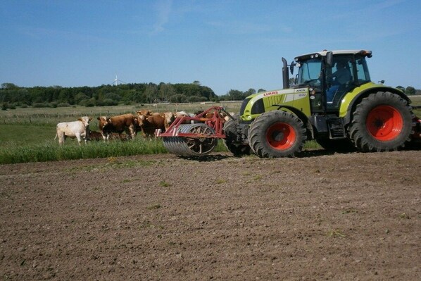 A tractor with a red attachment in a field with cows.