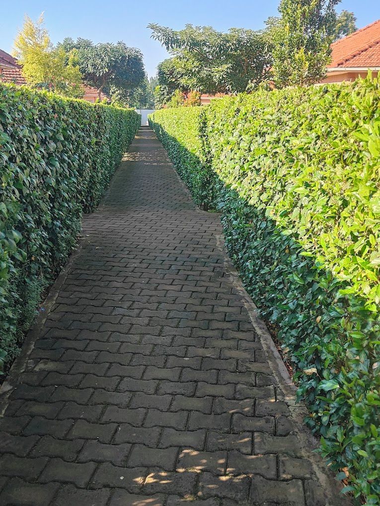 A paved pathway flanked by neatly trimmed hedges, leading towards a distant white structure.