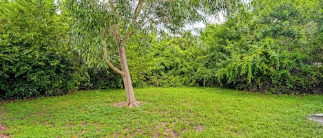 A grassy area with a single tree and dense shrubbery in the background.