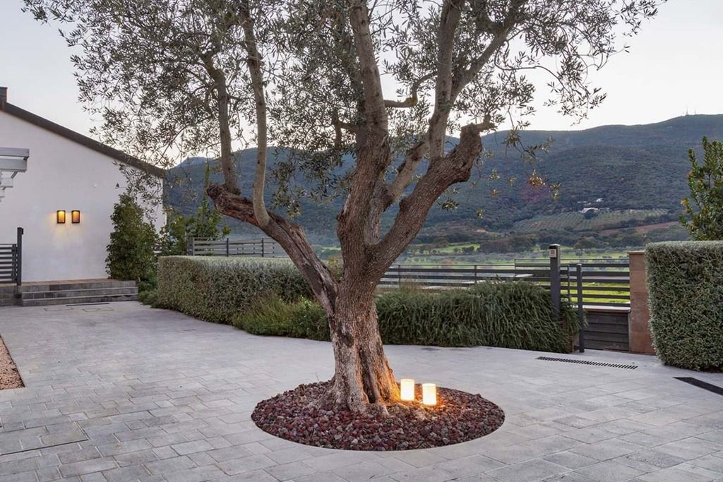 A tree with a circular stone base, a paved pathway, and a view of a hilly landscape.
