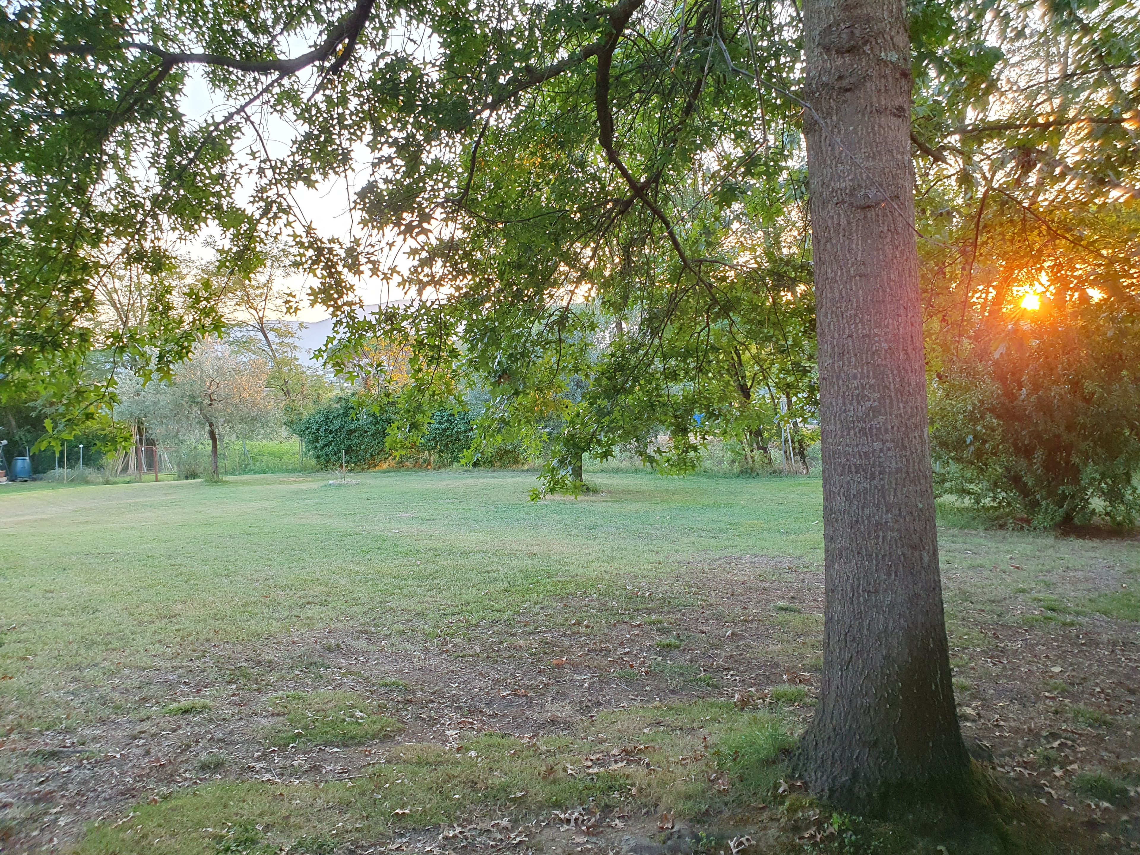 A grassy park with trees and a clear sky.