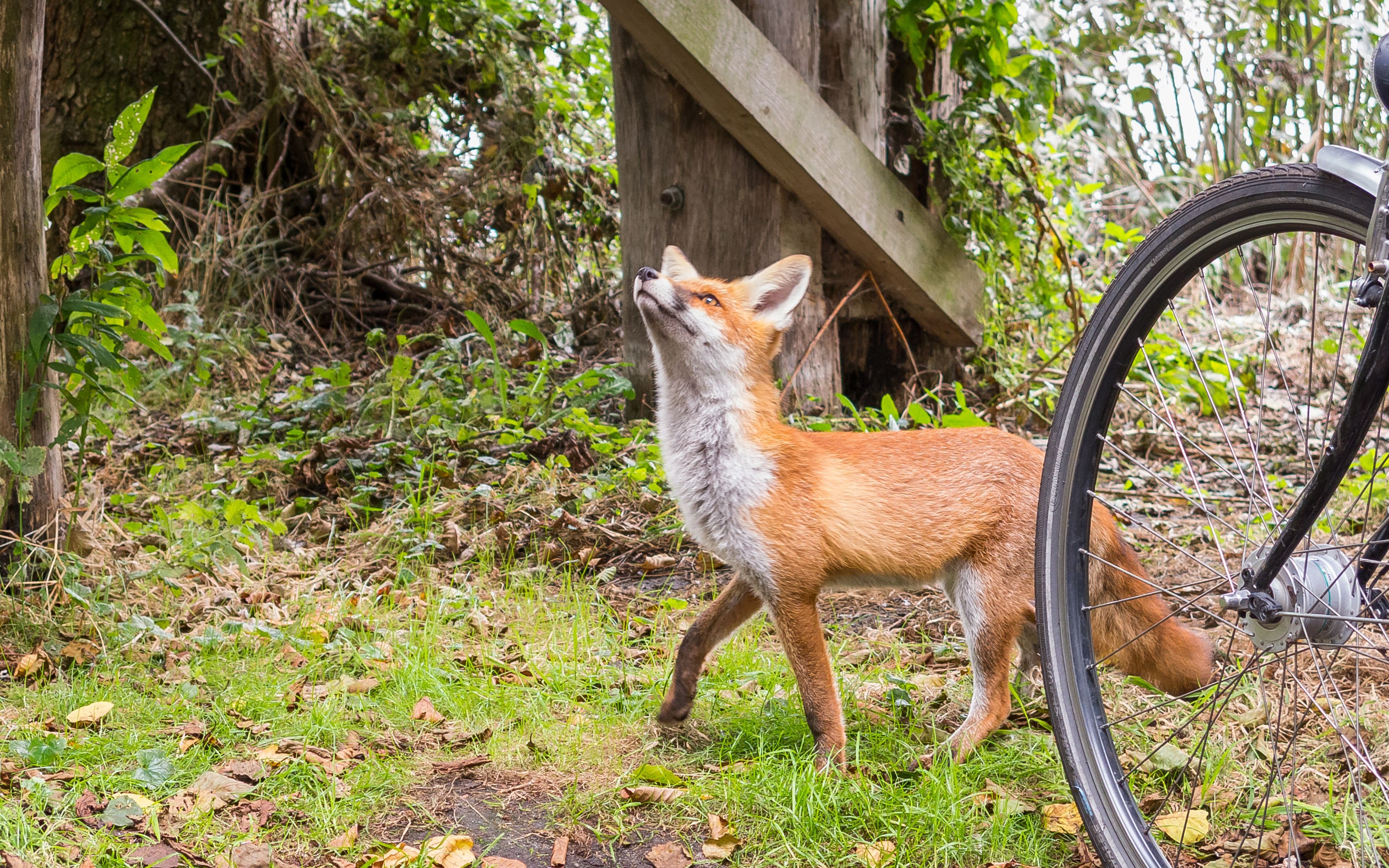 Ein Fuchs steht neben einem Fahrradrad in einer natürlichen Umgebung mit Bäumen und Blättern.