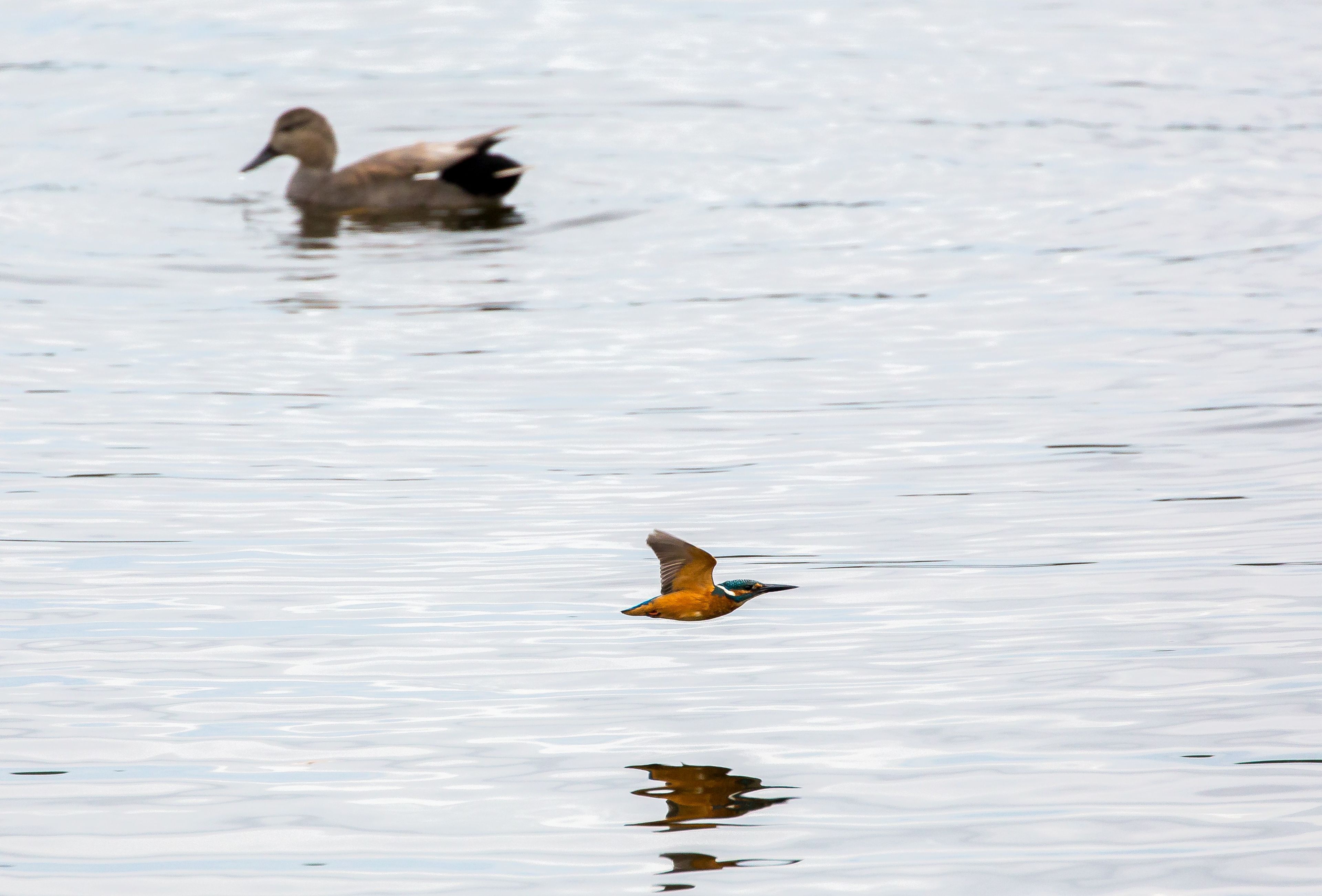 Ein Vogel fliegt über ruhiges Wasser.