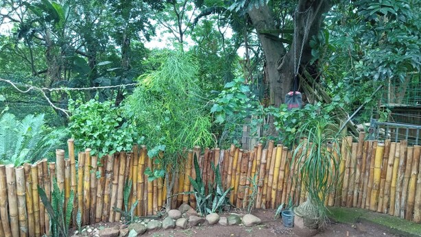 A bamboo fence with a dirt ground and various plants. - Room-tranquil Forest Studio Retreat in W (Westville)