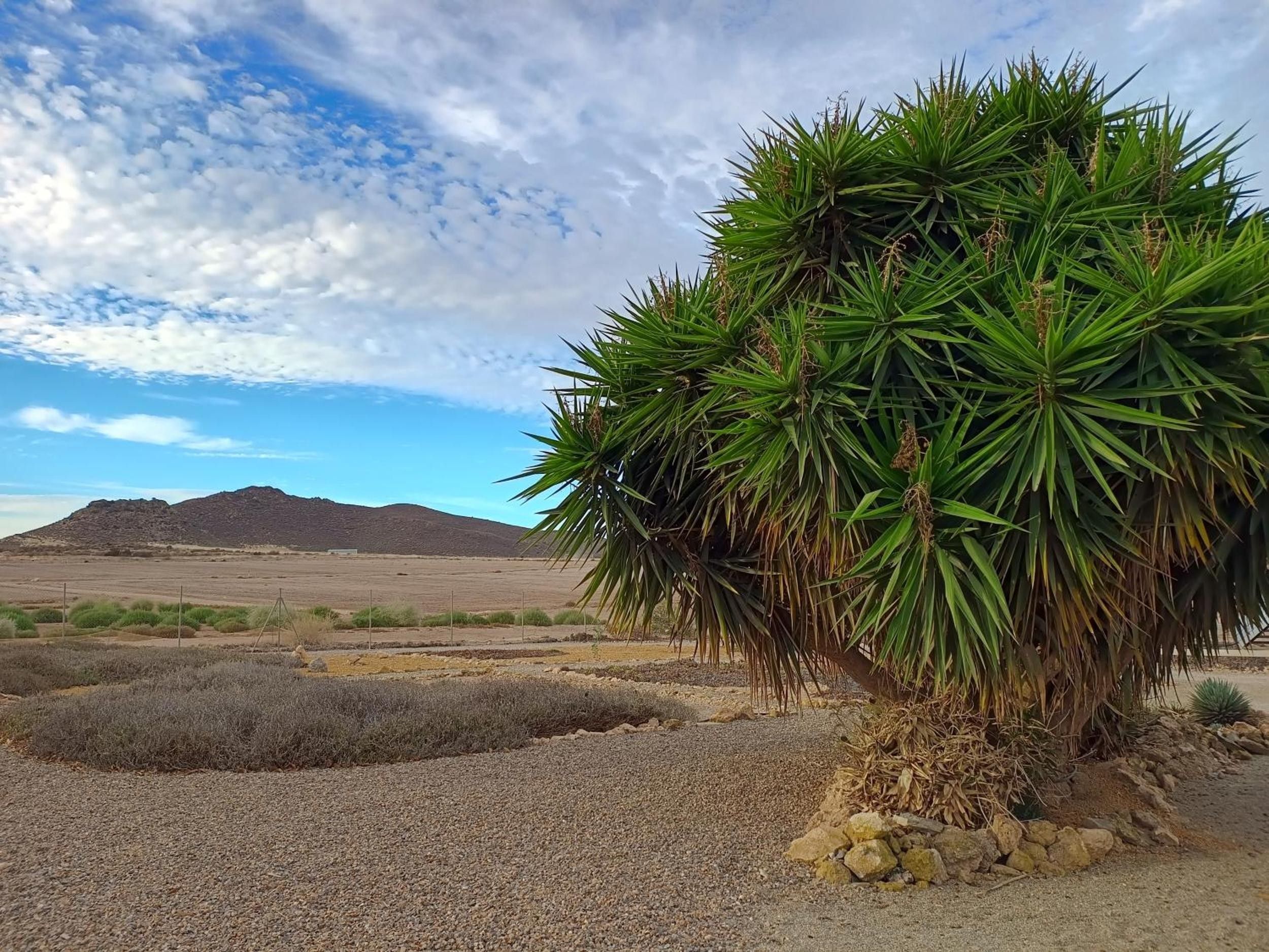 Paisaje desértico con una yuca destacada en primer plano y una cordillera en el fondo.