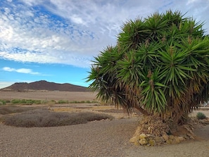 Paisatge desèrtic amb una palmera iuca destacada al primer pla.