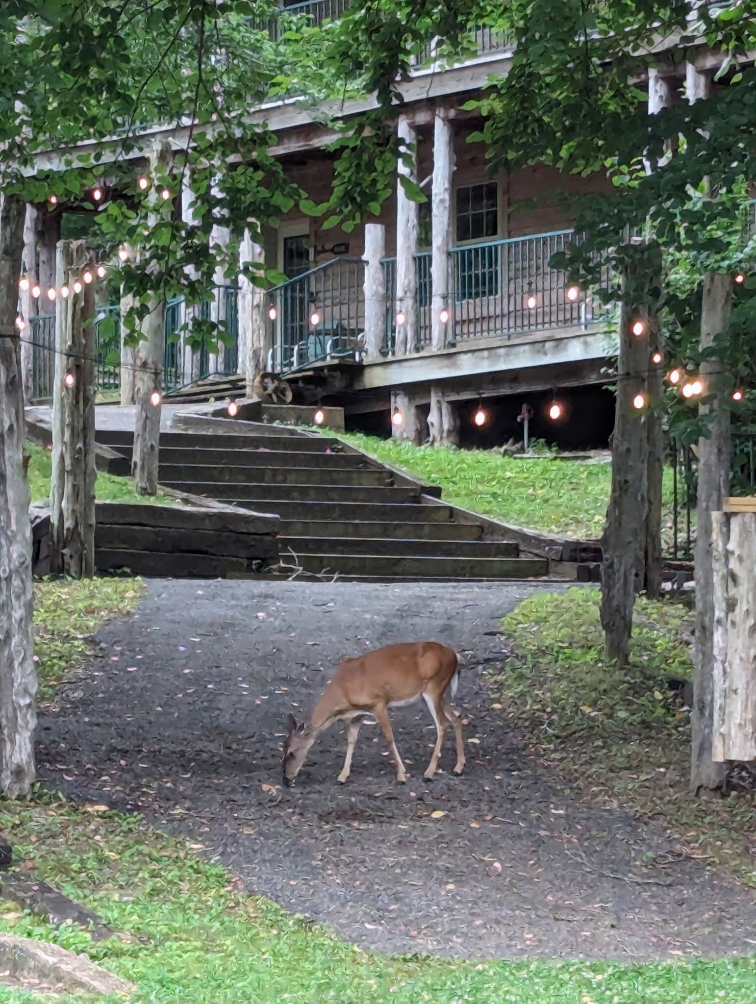 A deer grazing in a park area with a staircase leading to a building.