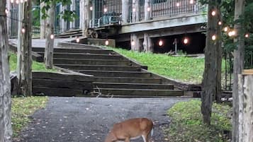 A deer grazing in a park area with a staircase leading to a building.