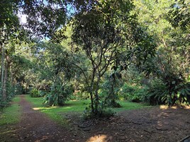 Un área boscosa con un sendero de tierra.