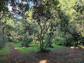 Un área boscosa con un sendero de tierra.