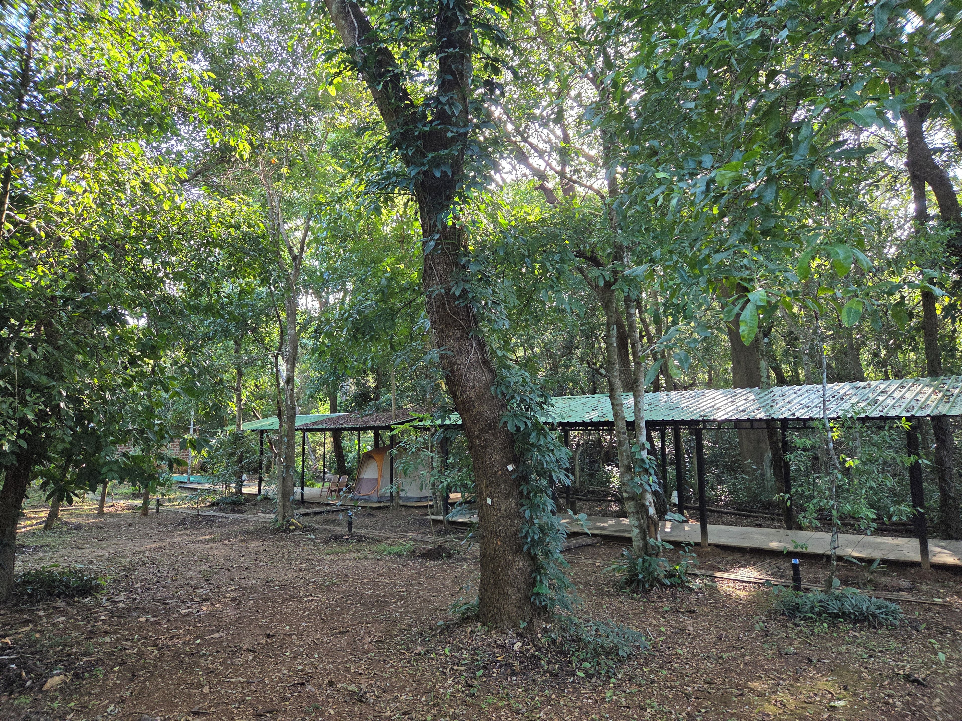 A forested area with a covered pavilion structure.