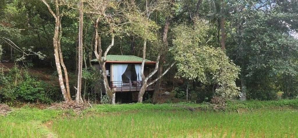 Una casa en los árboles con techo rojo y cortinas blancas, rodeada de un bosque frondoso.