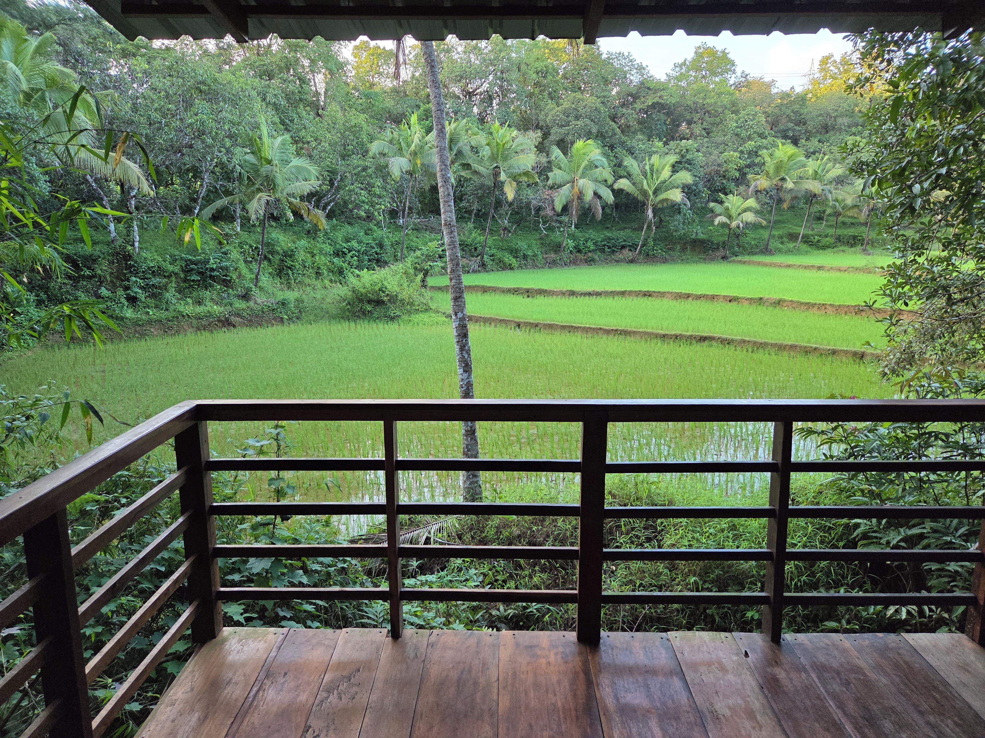 Un terrazza in legno con ringhiera metallica che si affaccia su un paesaggio verdeggiante, con numerose risaie e vegetazione tropicale fitta.