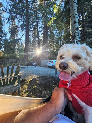 A dog wearing a red sweater sitting on a bench outdoors with trees and a car in the background.