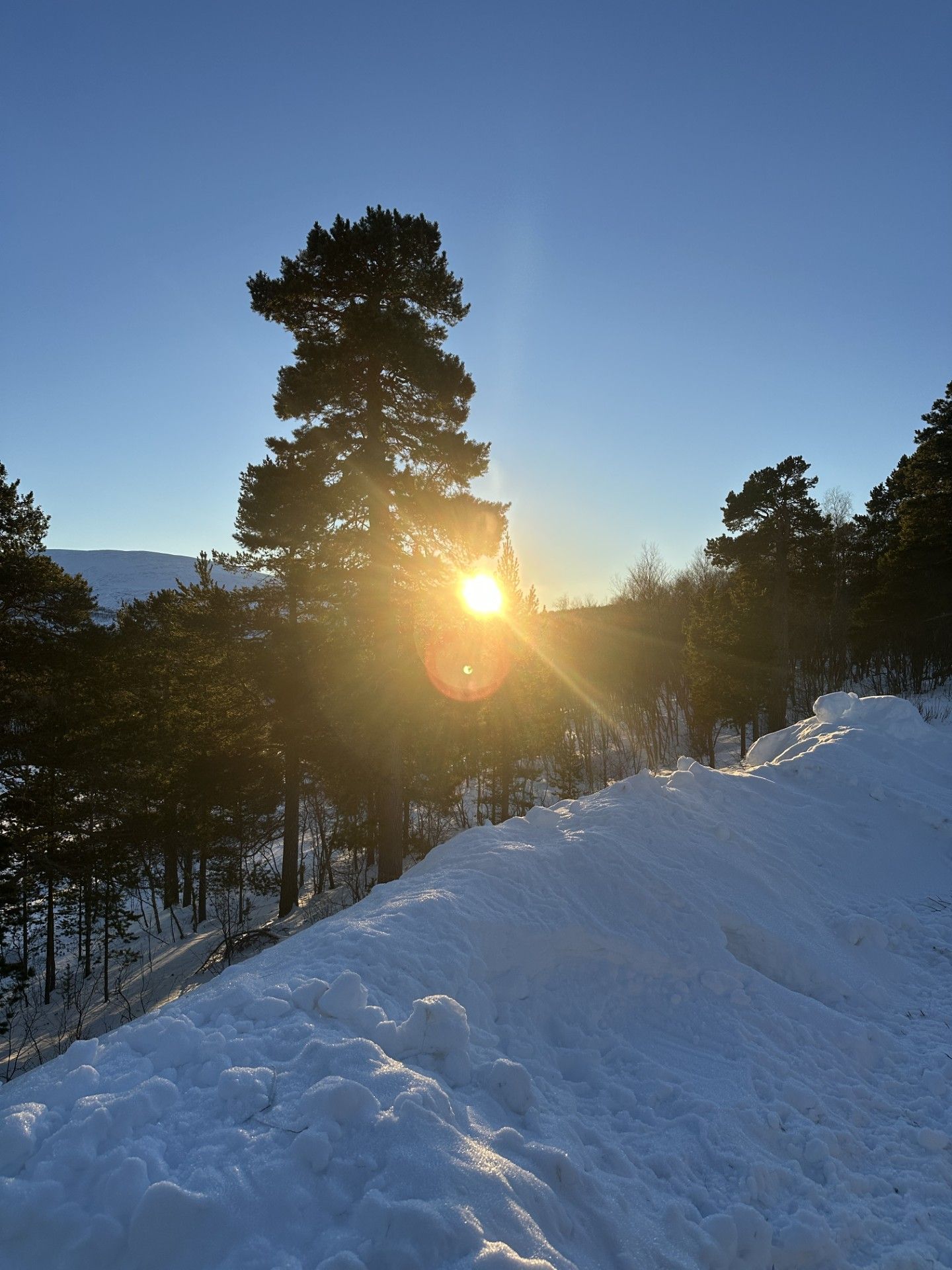 Un paysage enneigé, avec un ciel dégagé et un soleil qui filtre à travers les arbres.