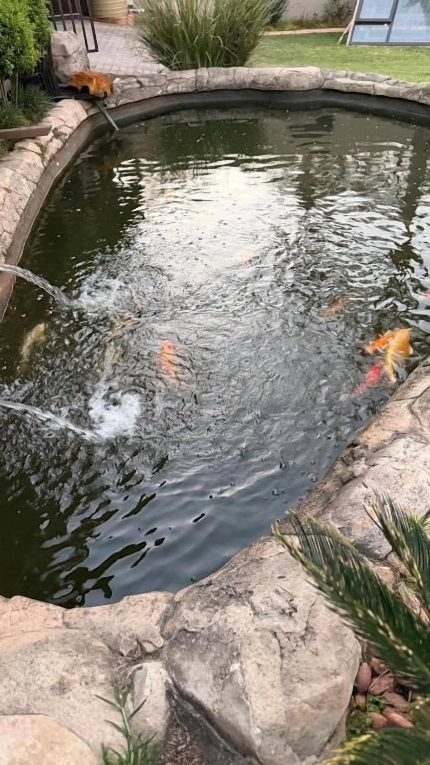 Un estanque de peces koi con agua salpicando, rodeado de rocas y plantas.