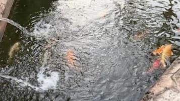 Un estanque de peces koi con agua salpicando, rodeado de rocas y plantas.