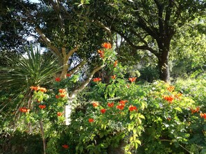 A garden with various trees and flowering plants. - Tramonti d'Agrumi Annex (Naso)