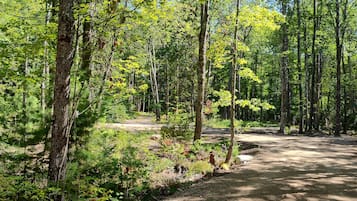 A forested area with a dirt path leading through it.