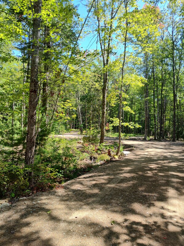 A forested area with a dirt path leading through it.