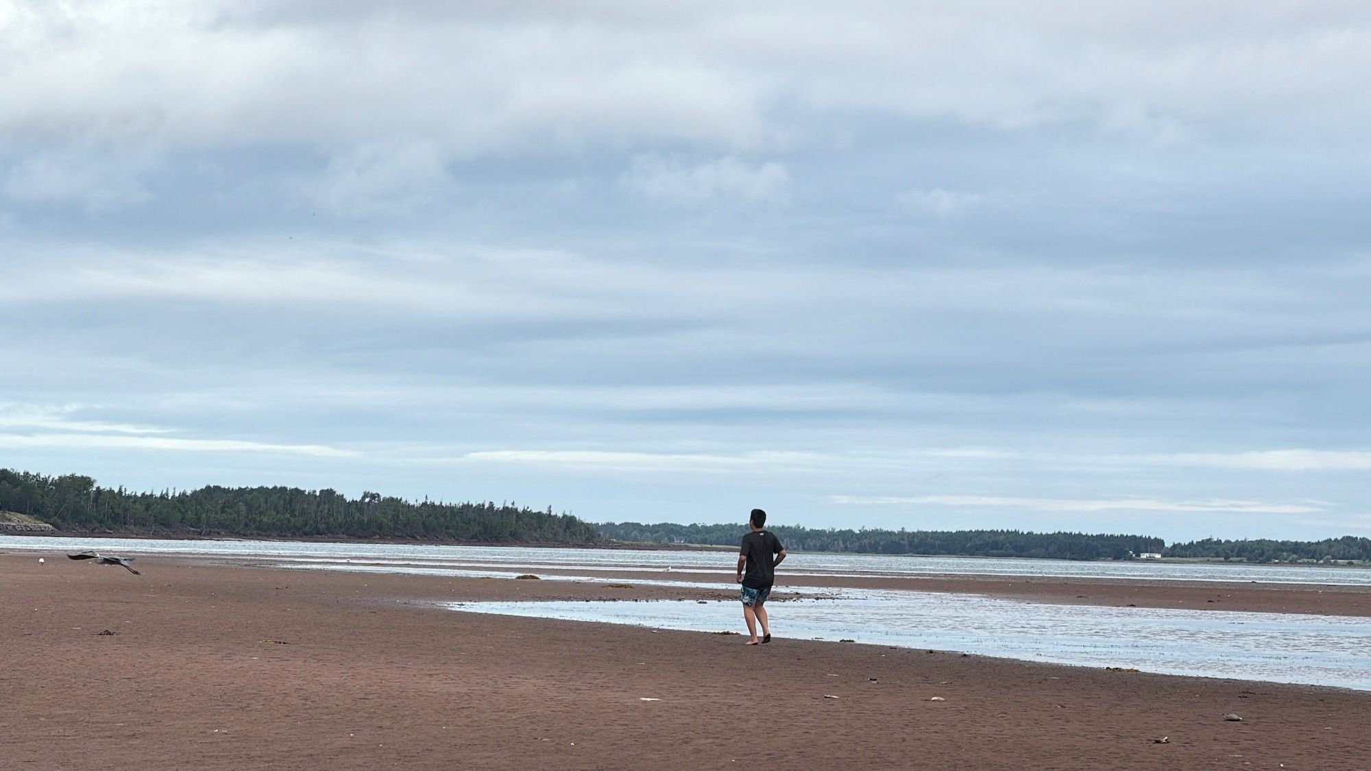 A beach with a person standing on the sand, a bird flying, and a forest in the background.