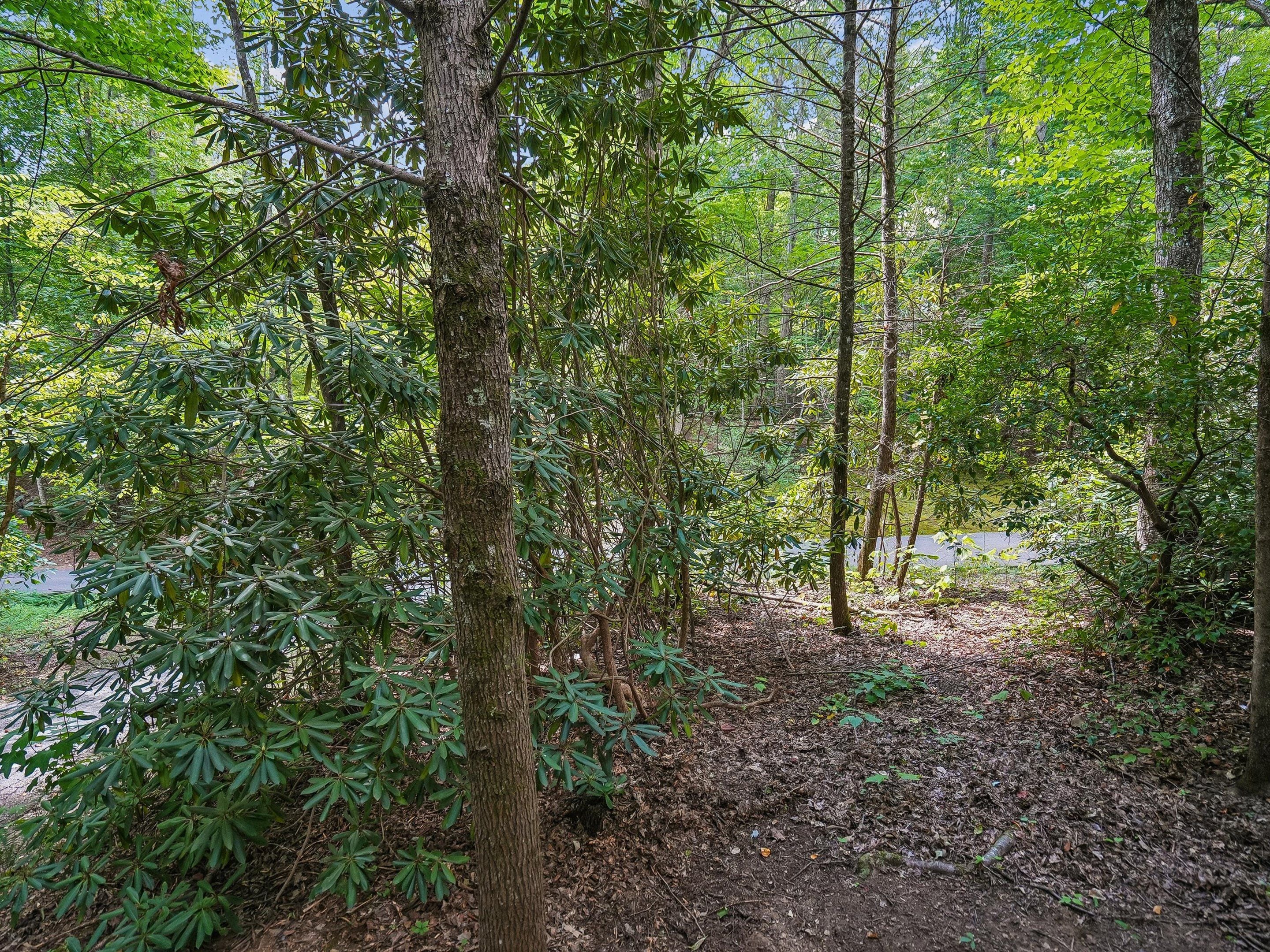 Ein bewaldetes Gebiet mit dichtem Blätterwerk und einem Feldweg.