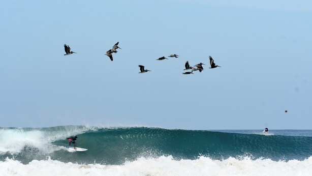Une scène de plage avec des surfeurs et des pélicans volant au-dessus d’eux.