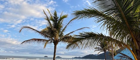 A beach with palm trees, white chairs, and tables under a clear sky.