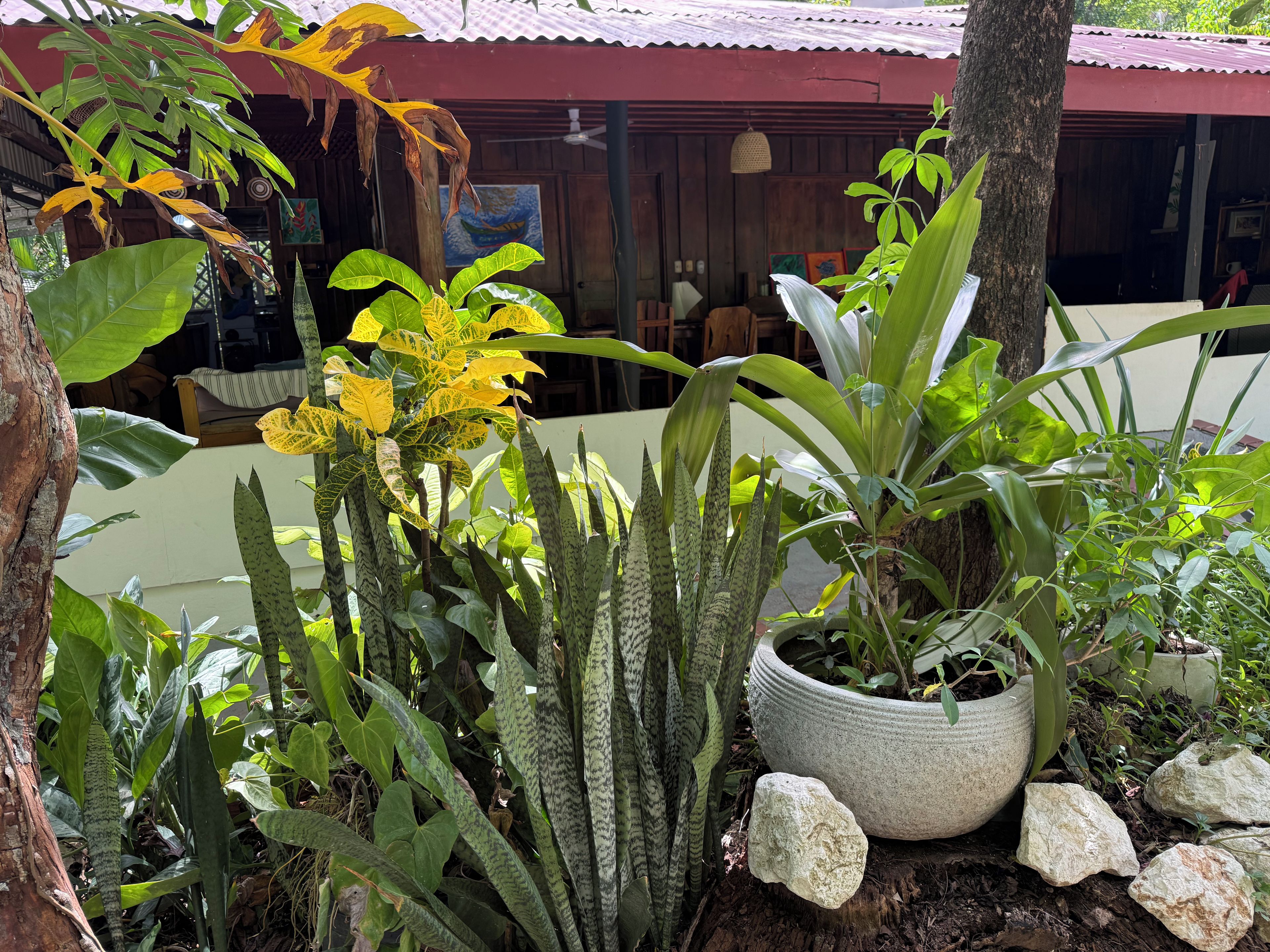 A potted plant with a large, round container, surrounded by various green foliage and a tree trunk.