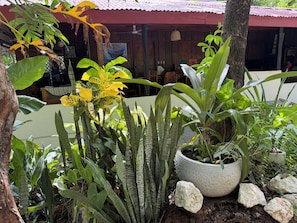 A potted plant with a large, round container, surrounded by various green foliage and a tree trunk.