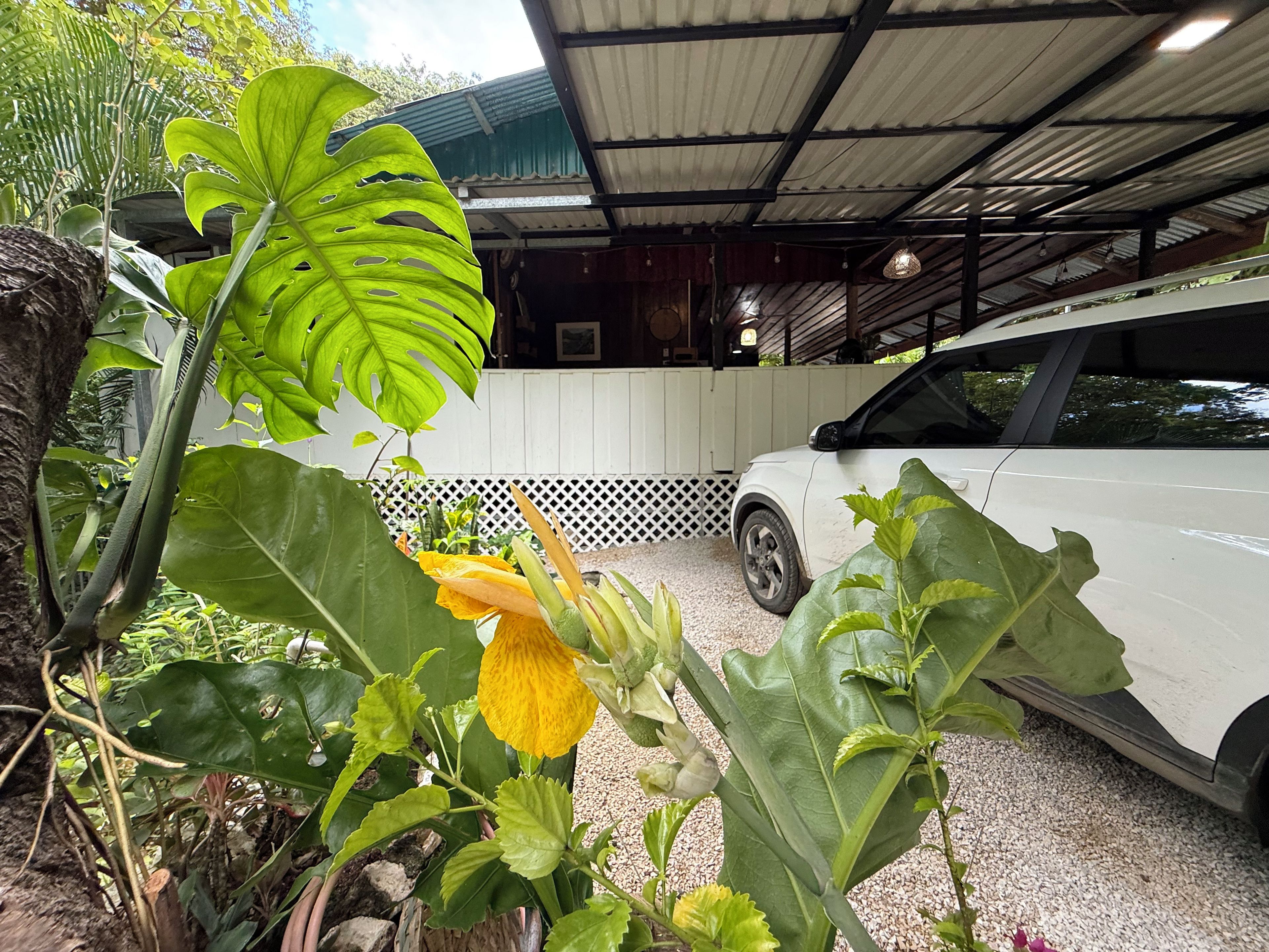 A white car parked under a covered area with a white fence and a tree with large green leaves in the foreground.