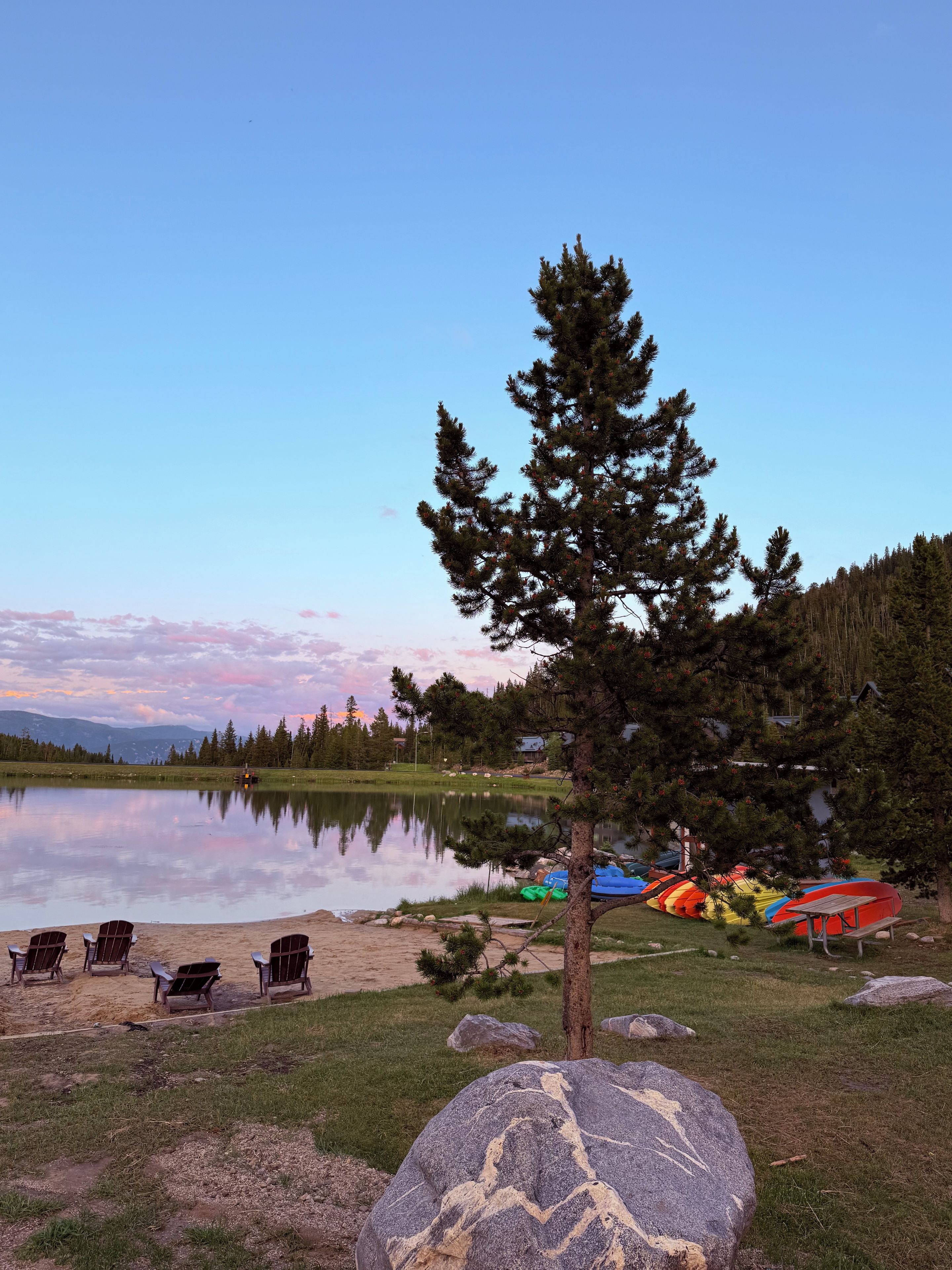 A lakeside setting with a clear sky, a pine tree, and several kayaks and canoes.