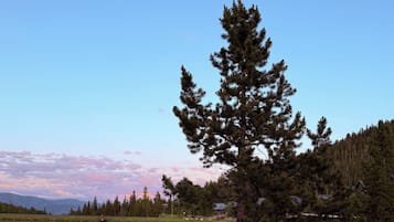 A lakeside setting with a clear sky, a pine tree, and several kayaks and canoes.