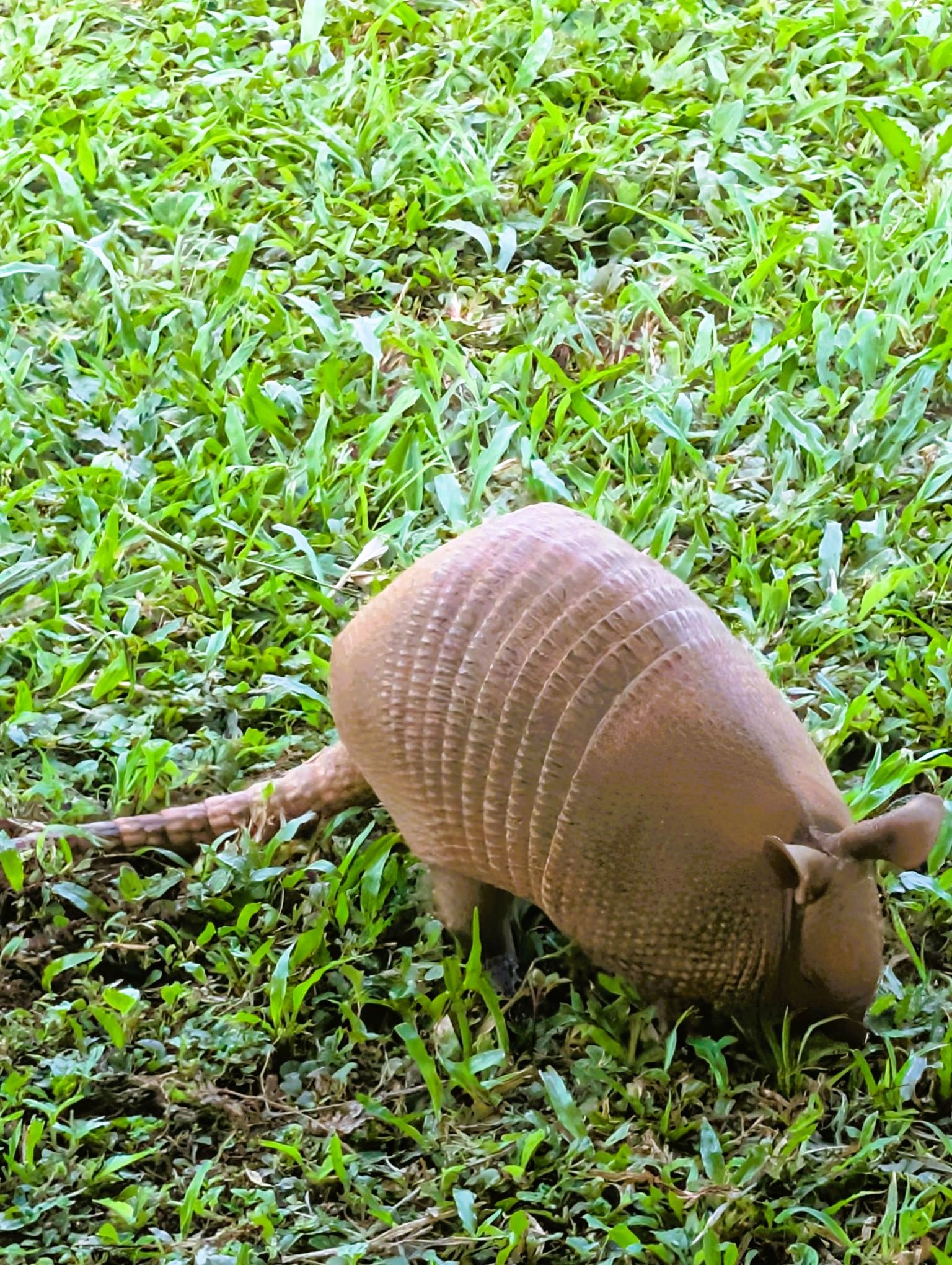 Ein Gürteltier auf grünem Gras.