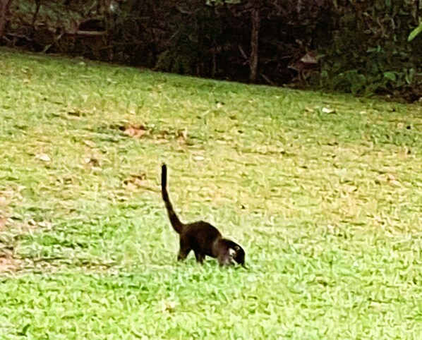 A grassy area with a dark-colored animal, possibly a cat, in the foreground.