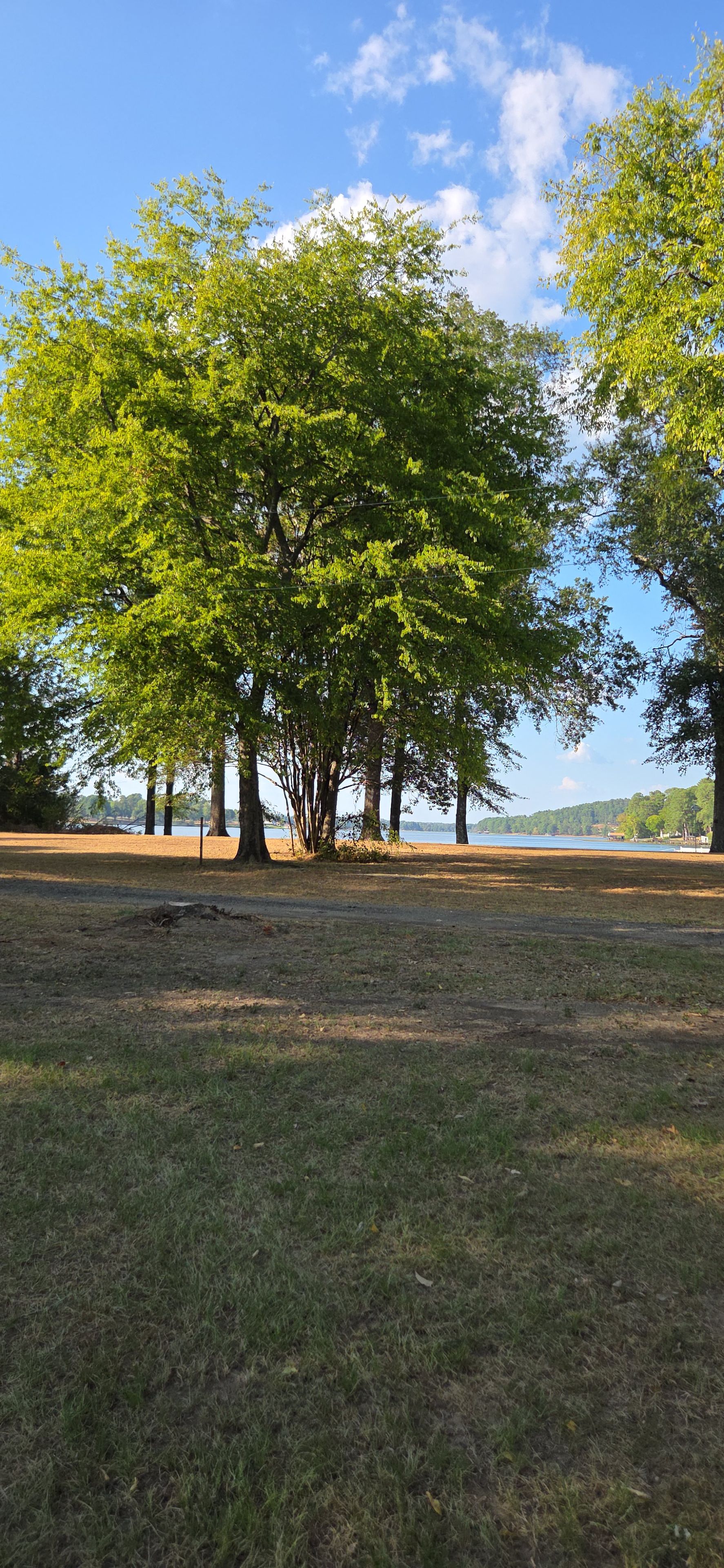 A park with a large tree in the foreground and a body of water in the background.