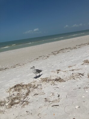 Ein Strand mit einer Möwe im Sand.