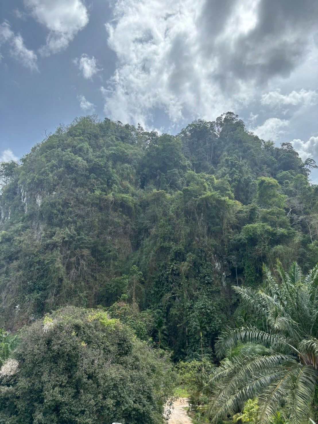 Montaña boscosa con un sendero de tierra que asciende.