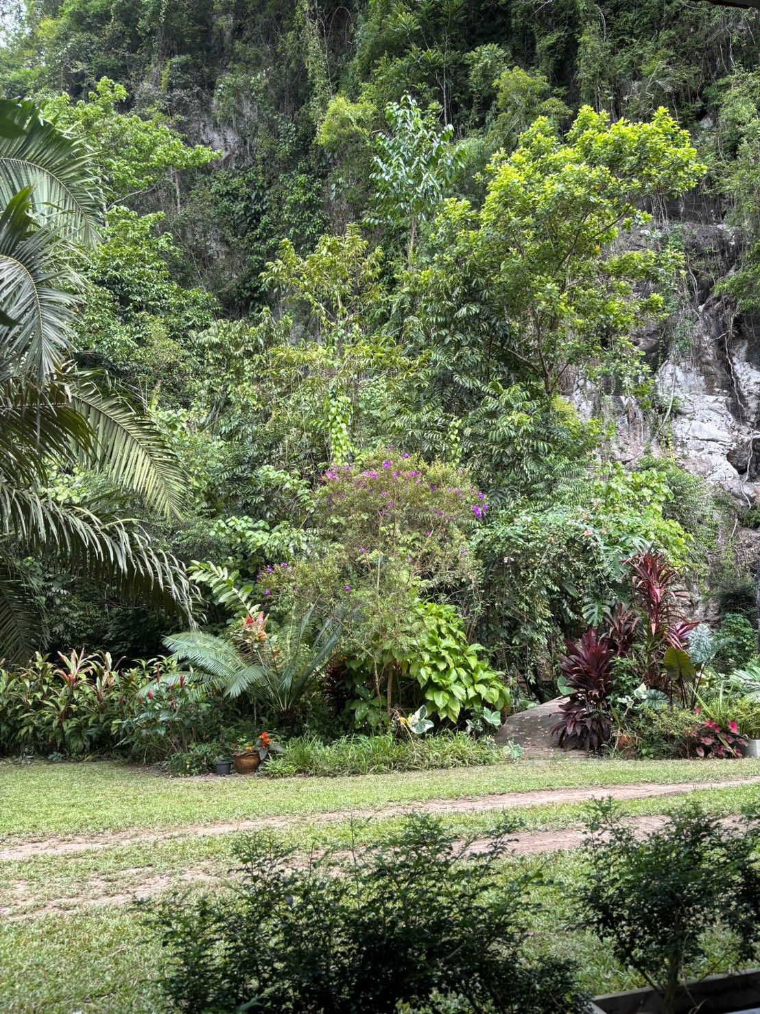 A lush garden with various plants and a dirt path.