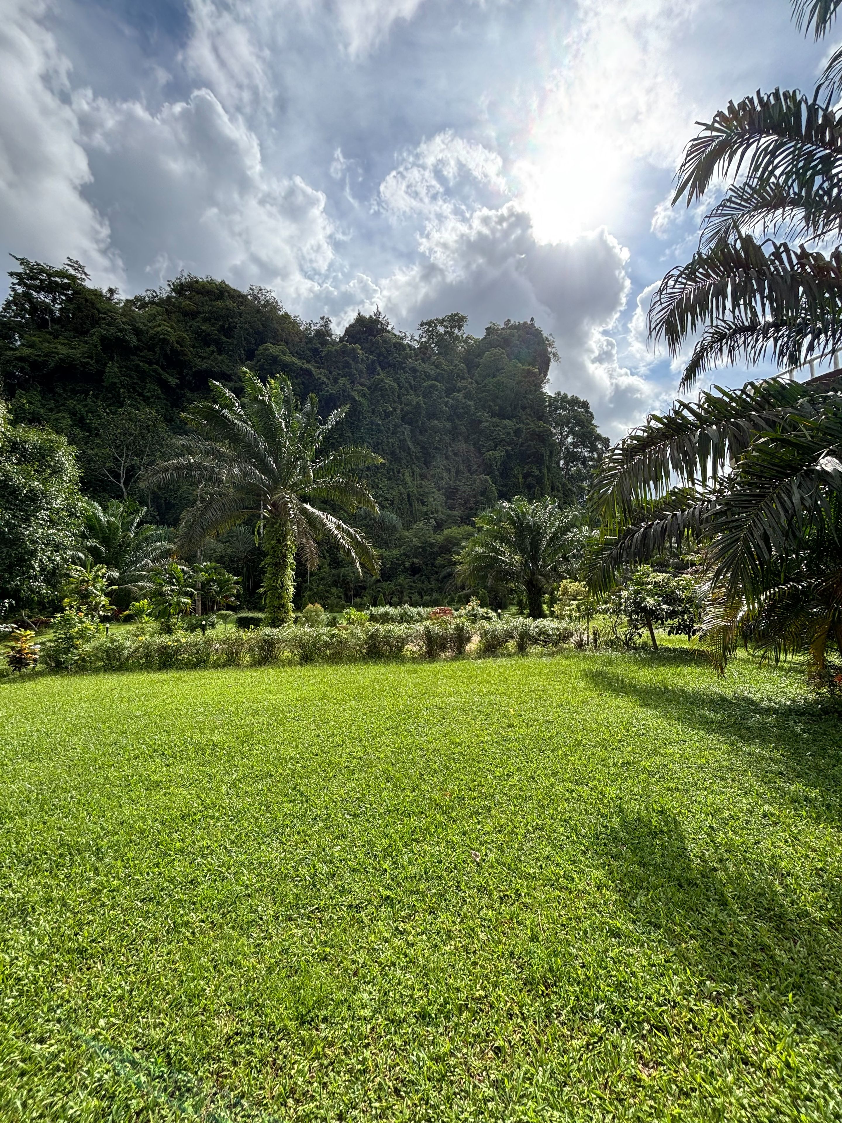 Une pelouse verdoyante et luxuriante, avec des palmiers et une forêt dense en arrière-plan.