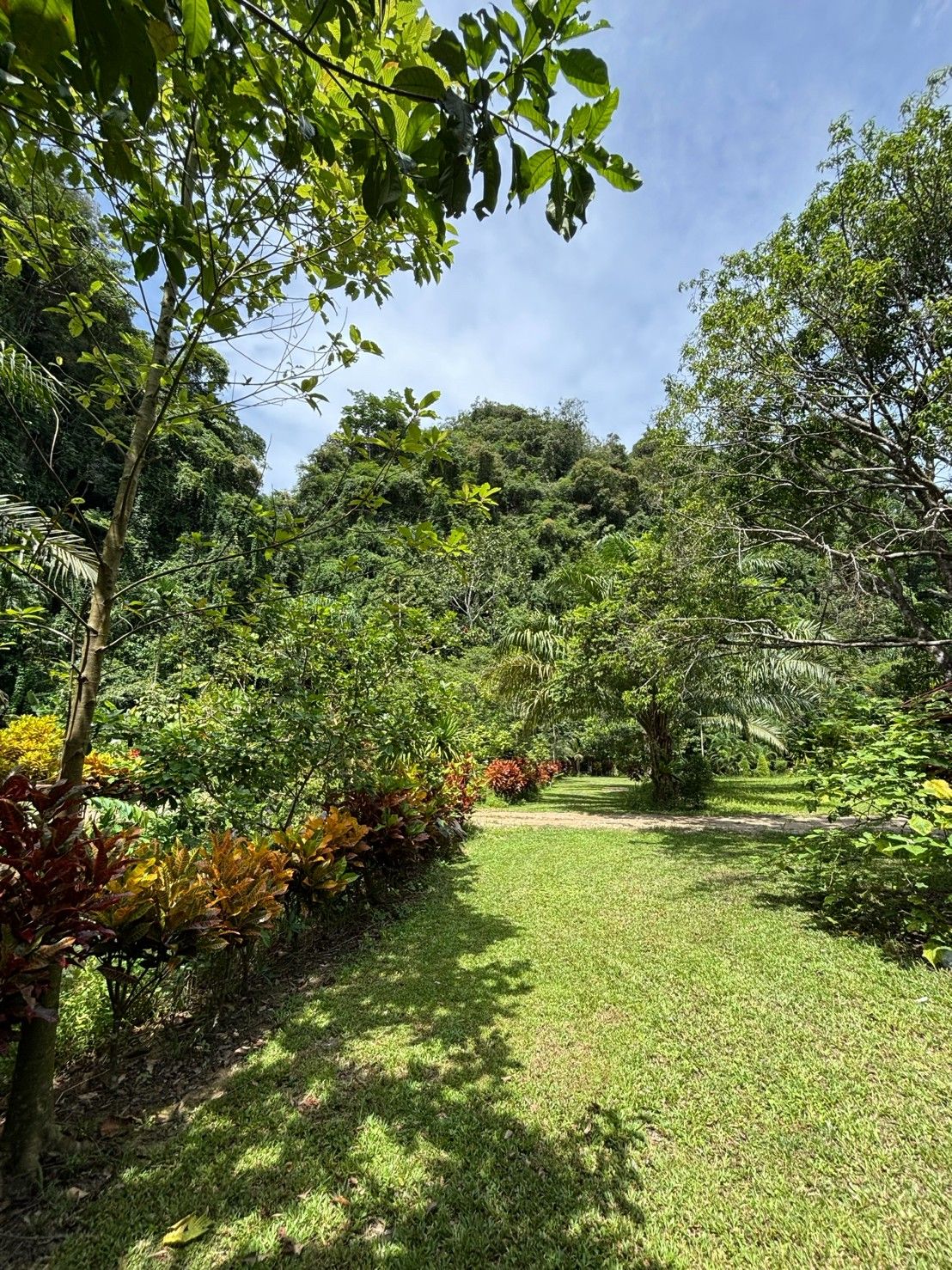 A pathway through a lush garden with various plants and trees.