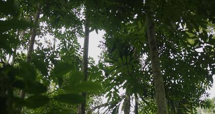 Neerthanal , A Private Villa with Natural Stream & Forest Views in Wayanad