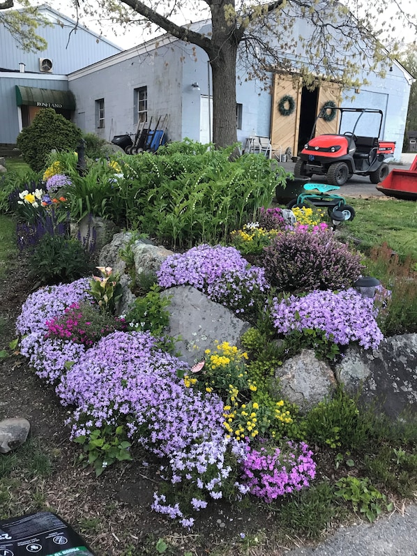 A garden with a variety of flowers and plants, a tree, and a building in the background.
