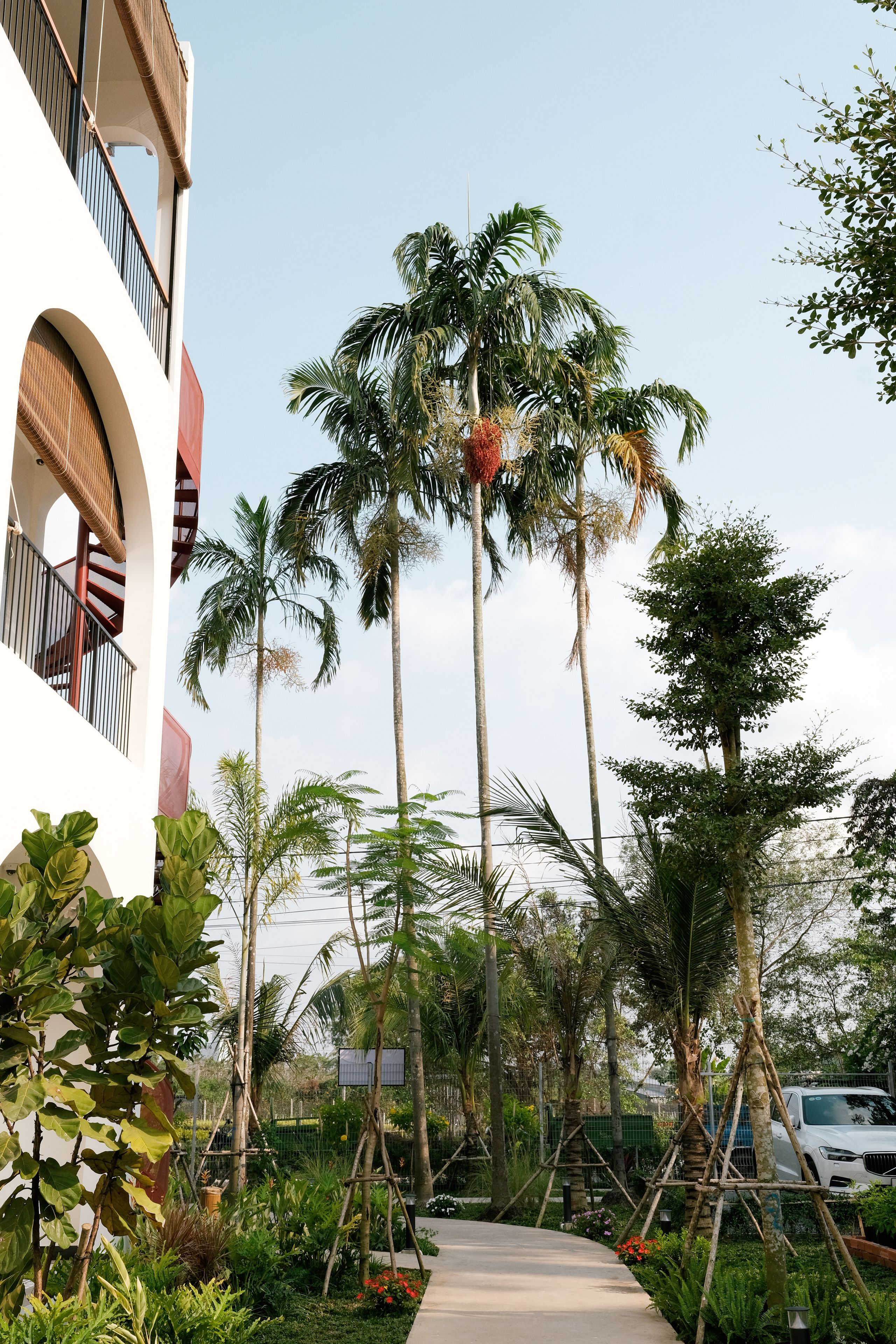 Un sendero bordeado por palmeras y un edificio blanco con balcones.