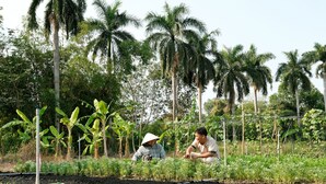 A rural agricultural setting with rows of crops and tall palm trees.