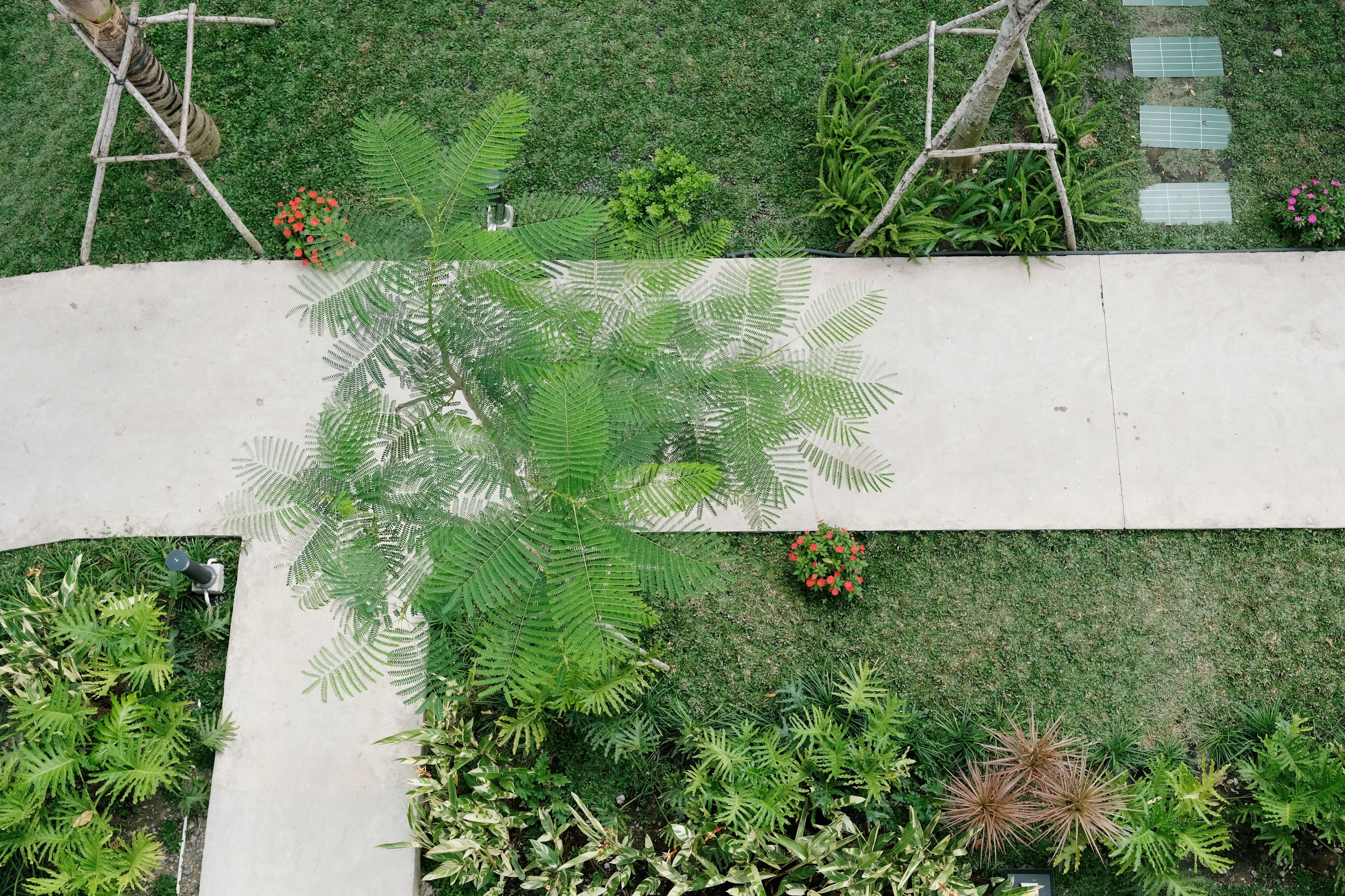 A garden with a variety of plants, including ferns and flowering shrubs, and a concrete pathway.