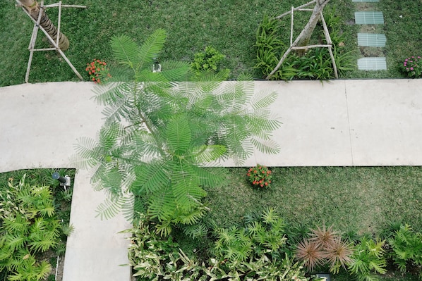 A garden with a variety of plants, including ferns and flowering shrubs, and a concrete pathway.