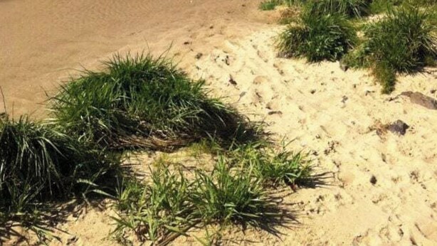 Una spiaggia con un cane che si trova in acque basse, circondato da sabbia e vegetazione rada.