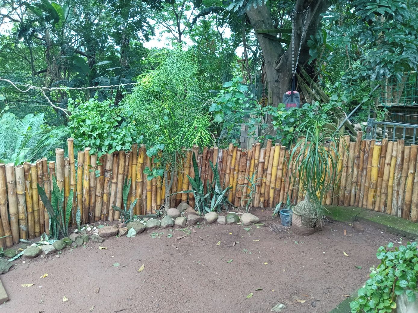 Una cerca de bambú sobre un terreno de tierra y diversas plantas.