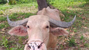 A cow with large horns lying on grass near a tree.